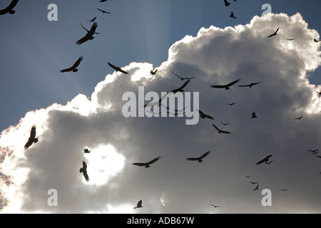 Mönchsgeier im riesigen Herde Kreisen am Himmel über die Everglades Coragyps atratus Stockfoto