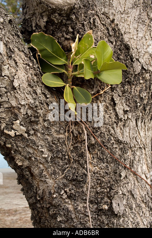 Sämling von Keimen auf Wirtsbaum Würgefeige Stockfoto