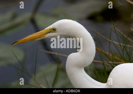 Silberreiher (Egretta Alba) Schuss in den Kopf, close-up Stockfoto