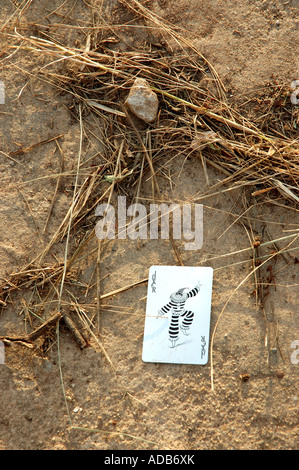 Ein Joker aus einer Packung von Spielkarten liegen auf der Straße in Kambodscha Stockfoto