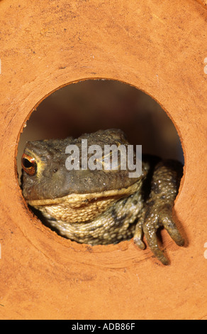 Gemeinsamen Kröte Zwinkern in "Flower Pot" "Bufo Bufo" Stockfoto