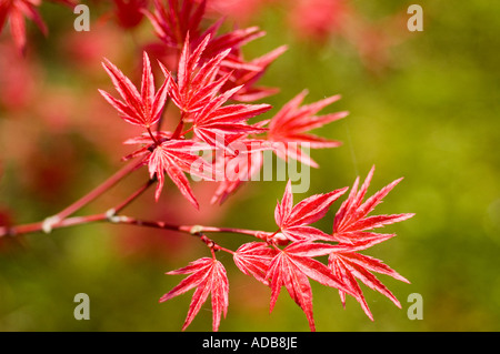 Japanischer Ahorn - Acer Palmatum 'Atropurpureum' Stockfoto