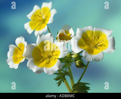 Spiegelei-Blume - Limnanthes douglasii Stockfoto
