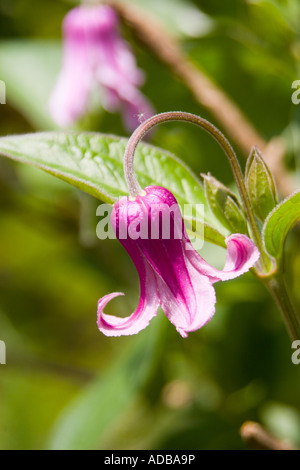 Clematis Etoile rose Clematis texensis Stockfoto