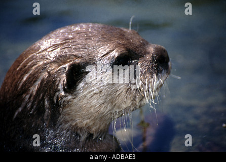 Eurasischer Otter, Lutra lutra, Mustelidae. UK. Stockfoto