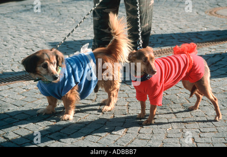 zwei Hunde verkleidet in einem blauen und roten Mantel für Straßenkarneval in München Bayern Deutschland Stockfoto