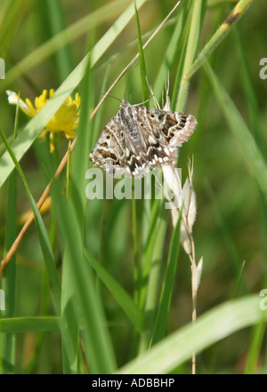 Mother Shipton Moth, Callistege mi, Euclidimera mi, Lepidoptera noctuidae Stockfoto