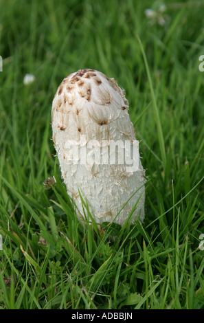 Shaggy Inkcap Pilz Coprinus Comatus, Agaricaceae (vorher Coprinaceae). Auch bekannt als Anwalt der Perücke. Essbar, wenn junge. Stockfoto