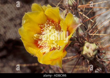 Brown-spined Feigenkaktus, Opuntia Phaecantha var. spinosibacca Stockfoto