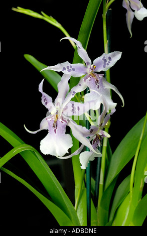 Beallara Peggy Ruth Carpenter "Morgen Freude" Stockfoto