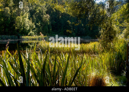 Lake Matheson Südinsel Neuseeland Stockfoto