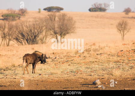 Schwarze Gnus, die in der Steppe Rietvlei Südafrika Winter Weiden Stockfoto