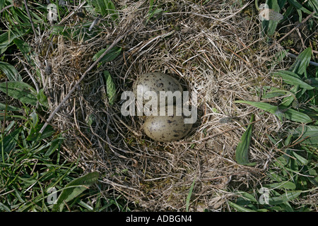 GEMEINSAMEN GULL Larus Canus Tiree Hebrdies Schottland Eiern Stockfoto
