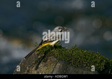 GRAUE BACHSTELZE Motacilla Cinerea männlichen Wales Stockfoto