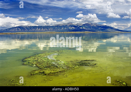 Algen am Rande von San Luis Lake mit den Bergen der Sierra Blanca Colorado USA Stockfoto