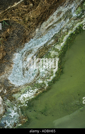 Algen und Salz am Rand des San Luis Lakes Colorado USA Stockfoto