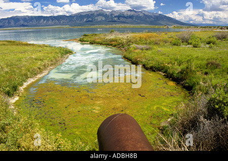 Algen am Rande von San Luis Seen mit den Bergen der Sierra Blanca Colorado USA Stockfoto