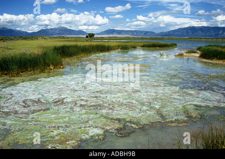 Algen und Schleim am Rand des San Luis Lakes Colorado USA Stockfoto