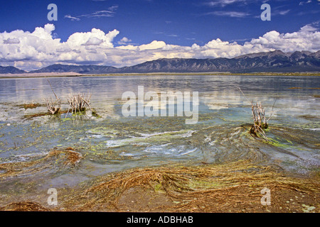 Algen und Salz am Rand des San Luis Seen mit den Bergen der Sierra Blanca Colorado USA Stockfoto