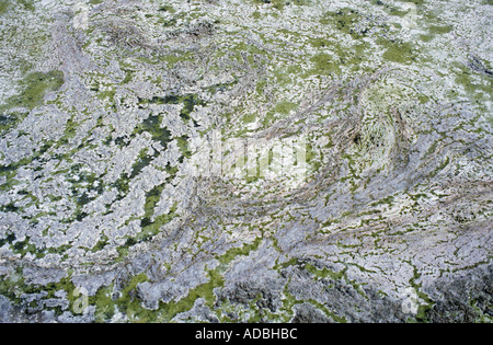 Algen und Salz am Rand des San Luis Lakes Colorado USA Stockfoto