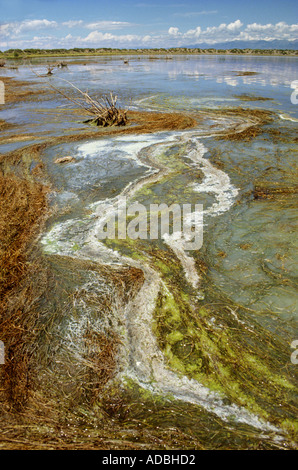 Algen und Salz am Rand des San Luis Lakes Colorado USA Stockfoto