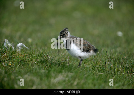 NÖRDLICHEN Kiebitz Vanellus Vanellus Küken Hebriden UK Stockfoto