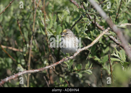 Geringerem Redpoll, Zuchtjahr Kabarett, alleinstehende Frau auf Zweig, Coll, Hebriden, Schottland Stockfoto