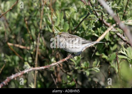 Geringerem Redpoll, Zuchtjahr Kabarett, einzelnes Männchen auf Zweig, Coll, Hebriden, Schottland Stockfoto