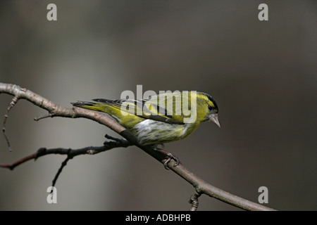 ERLENZEISIG Zuchtjahr Spinus Schottland männlich Stockfoto