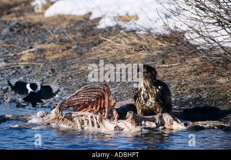 Weißkopfseeadler Haliaeetus Leucocephalus unreif Essen auf Elch Kadaver Portage Glacier Alaska USA März 2000 Stockfoto