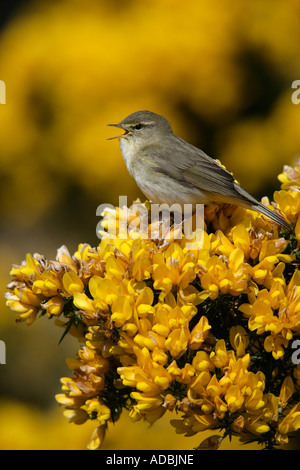 FITIS Phylloscopus Trochilus Schottland singen Stockfoto