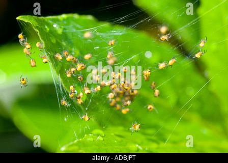 Horizontale Makro junges Baby Jungspinnen der gemeinsamen Kreuzspinne "Araneus Diadematus" in eine schützende Gruppe auf einem Blatt Stockfoto