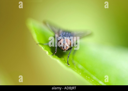 Horizontale Makro von einem gemeinsamen Stubenfliege (Musca Domestica) auf einem grünen Blatt in der Sonne sitzen Stockfoto