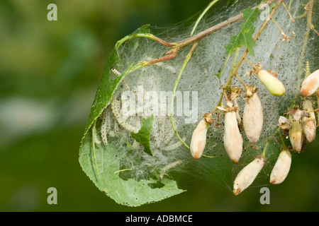 Vogel-Kirsche Hermelin Motten Larven Stockfoto