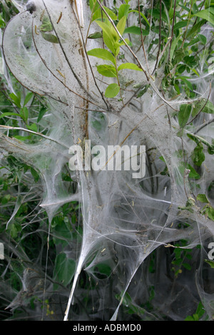 Vogel-Kirsche Hermelin Motten Larven Stockfoto