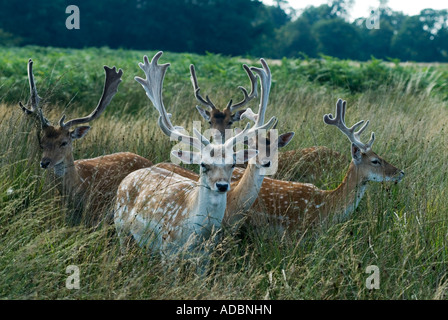 Richmond nach Themse, Surrey England 2007 junge Hirsche Richmond Park HOMER SYKES Stockfoto