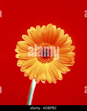 Gerbera Blume vor rotem Hintergrund Stockfoto