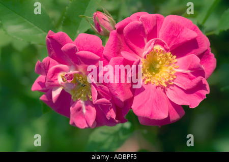 Rosa Rose duo Stockfoto