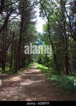 Weg durch einen schattigen Wald mit Bäumen und Grünflächen. Geheimnisvolle Reise. Stockfoto