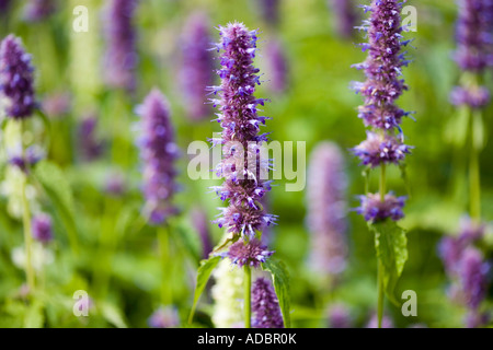 Ysop - Wildform Blue Fortune Stockfoto