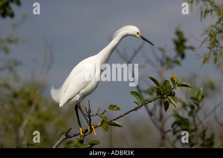 Snowy Reiher Egretta unaufger Stockfoto