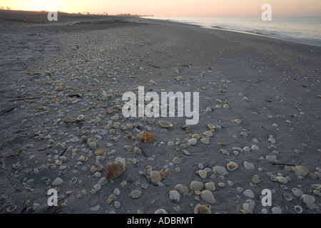 Schale überdachten Strand bei Sonnenaufgang, Sanibel Island, Florida, USA Stockfoto