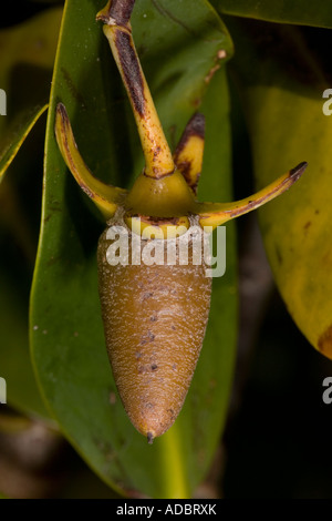 Rote Mangrove in Frucht, die dieses entwickelt und auf dem Baum keimt dann Speere in den Schlamm Rhizophora mangle Stockfoto