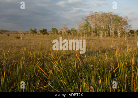 Everglades-Ansicht mit Sumpf-Zypresse-Kohl-Palme und Reiher im Big Cypress National Preserve Stockfoto