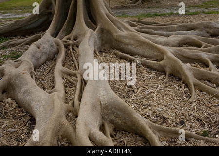 Wurzeln der Fairchild Feigen (Ficus Subcordata) close-up, Philippinen Stockfoto