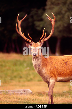 Red Deer Stockfoto