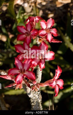 Wüstenrose Adenium multiflorum schöner Wüstenstrauch, der mit Periwinklen verwandt ist Weit verbreitet Stockfoto