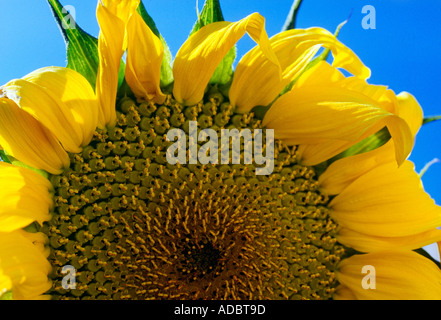 Sonnenblume Stockfoto