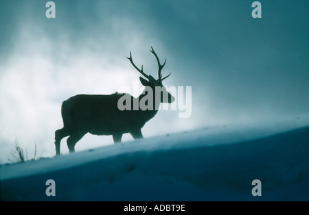 Rothirsch Hirsch stehend auf einem Hügel Stockfoto