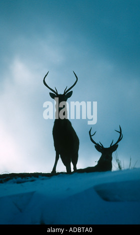 Rothirsch Hirsch stehend auf einem Hügel Stockfoto